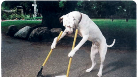Šunų šeimininkai raginami labiau rūpintis miesto švara