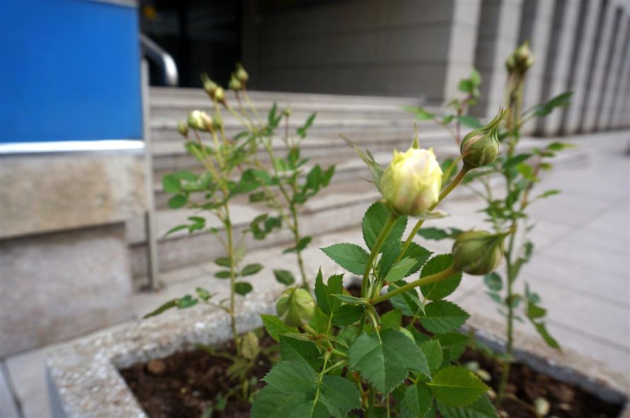 Alytus puošiasi: mieste pasodinta beveik 400 rožių sodinukų