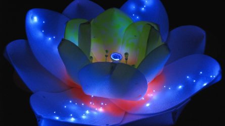 „Kultūros naktyje 2017“ VDU botanikos sodas įžiebs stebuklingą nakties pievą