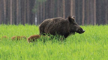 Priimamos paraiškos medžiojamųjų gyvūnų daromos žalos miškui prevencinių priemonių įgyvendinimui finansuoti