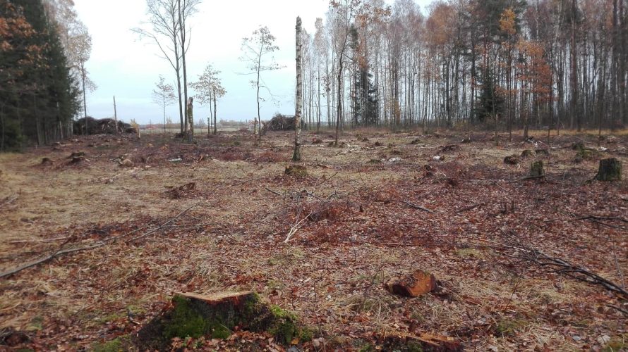 Miškų kirtimo tvarkai – Savivaldybės siūlymai