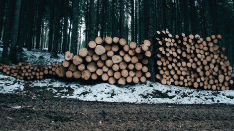 Įmonės direktorius apgaulės būdu įgijęs medienos už daugiau nei 30 000 eurų – stos prieš teismą