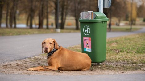 Kaunas šunų savininkams žaismingai primena jų pareigas miesto aplinkai