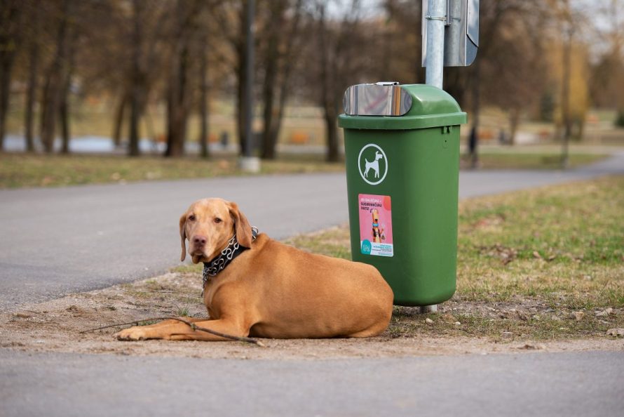 Kaunas šunų savininkams žaismingai primena jų pareigas miesto aplinkai