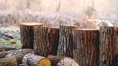 Valstybinių miškų urėdija skelbia 2019 m. II pusmečio aukciono rezultatus