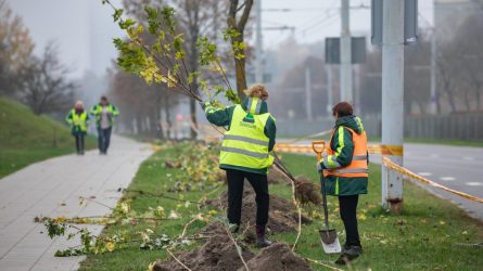 Vilniuje sodinama daugiau kaip 2 500 medžių ir krūmų