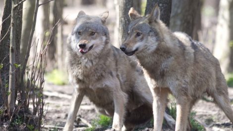 Jau nutraukiamas vilkų medžioklės sezonas