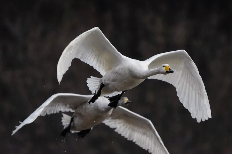 Naminių paukščių augintojai įspėjami – prasidėjo pavasarinė paukščių migracija