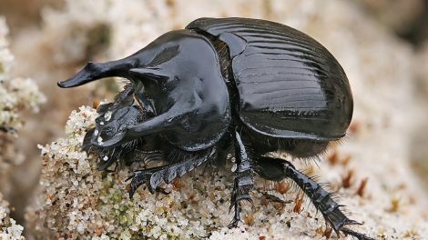 Zoologijos muziejaus entomologai aptiko  naują Lietuvai vabalų rūšį