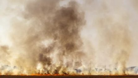 Žolės deginimas – žala gamtai, pavojus žmogui