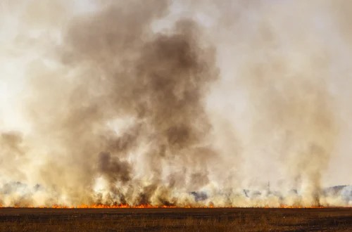 Žolės deginimas – žala gamtai, pavojus žmogui
