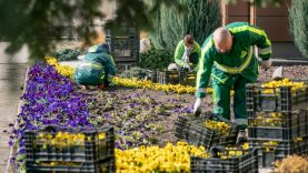 Kitoks pavasarinis gėlių sodinimas sostinėje – 11 tūkst. žiedų pražys šalia gydymo įstaigų