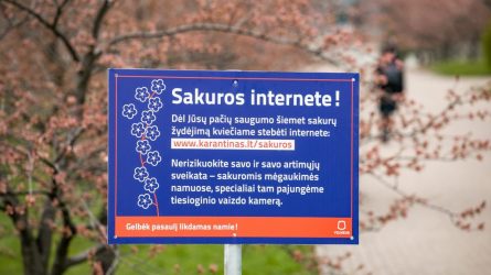 Sakurų žydėjimas kitaip: Vilnius siūlo transliaciją internetu