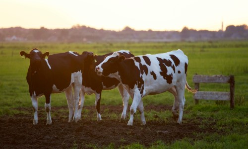 Svarbi informacija pieno gamintojams dėl Pieno gamybos ir realizavimo metinės deklaracijos