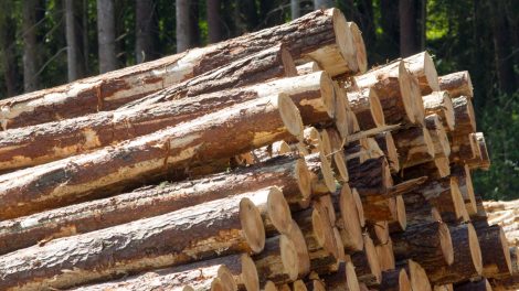 Dėl ekstremalios padėties poveikio ekonomikai pakeista ir prekybos žaliavine mediena tvarka