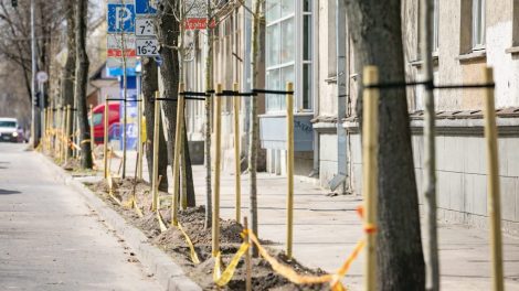 Žalesnis Vilnius: nuo ambicingo pavasarinio medžių sodinimo iki naujos želdynų strategijos 