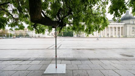 Žalieji Vilniaus „senjorai“: sostinė rūpinasi brandžių medžių išsaugojimu