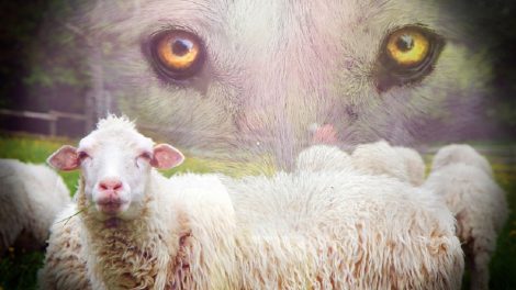 Ūkinių gyvūnų apsaugai nuo vilkų – beveik pusė milijono eurų