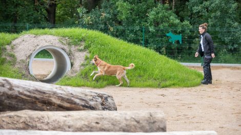 Vilniuje – modernios gyvūnų vedžiojimo aikštelės