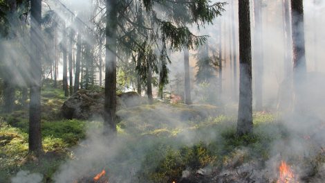 Miškininkai antrą dieną gesina miškus šalia Trakų – įtariami tyčiniai padegimai