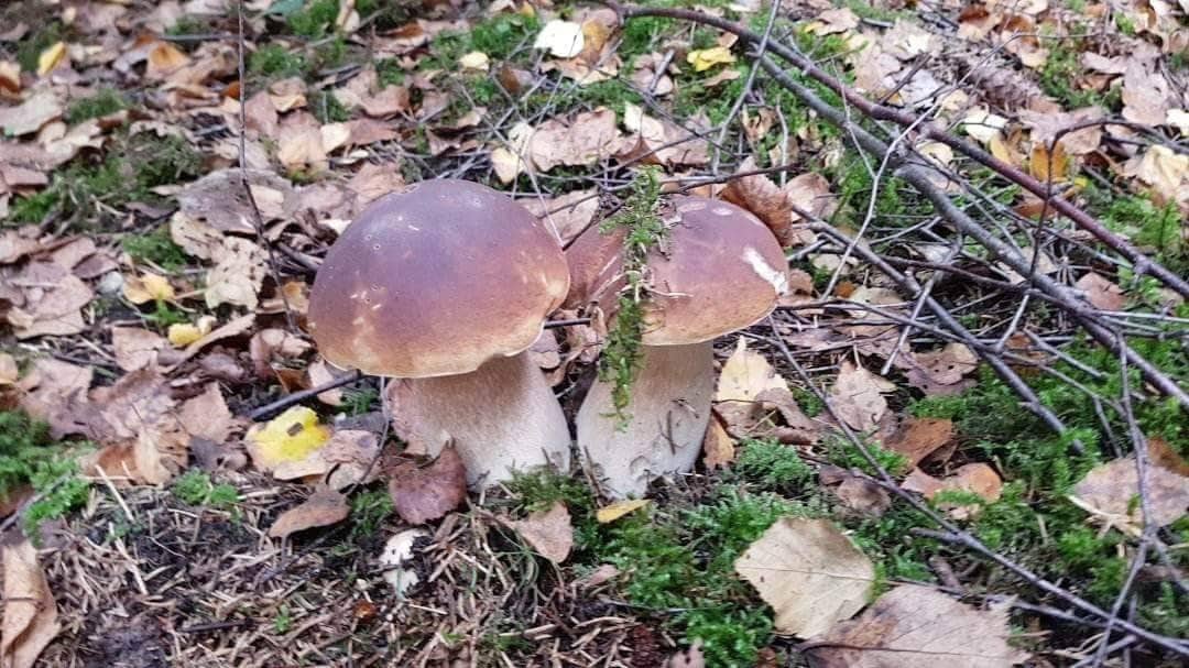 grybavimas-kompanijoje-baigesi-pamestu-draugu