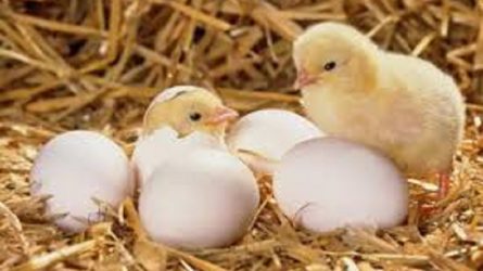 Paukštienos ir kiaušinių sektoriaus ūkio subjektams – papildomas kvietimas teikti paraiškas