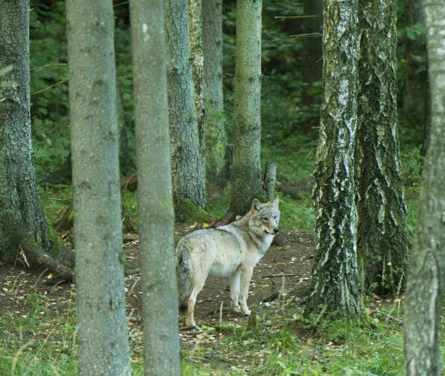 Siūloma per būsimą medžioklės sezoną leisti sumedžioti 175 vilkus