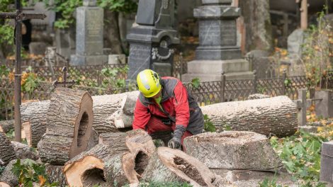 Bernardinų kapinėse tvarkomi avarinės būklės medžiai