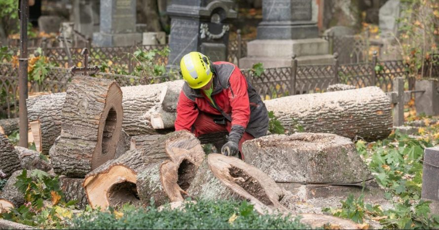 Bernardinų kapinėse tvarkomi avarinės būklės medžiai