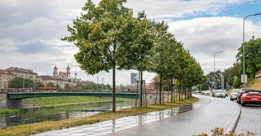 Vilnius imasi žaliųjų alėjų: brandūs medžiai verti didesnio rūpesčio