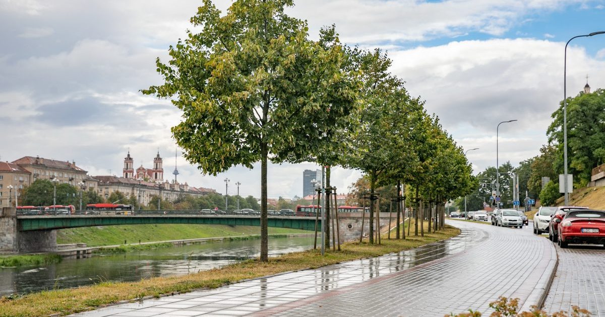 vilnius-imasi-zaliuju-aleju:-brandus-medziai-verti-didesnio-rupescio