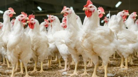 Nuo koronaviruso protrūkio nukentėjusiam paukštininkystės sektoriui – 12 mln. Eur
