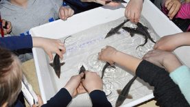 Pažintinė programa vaikus įtraukė į žuvininkystės pasaulį