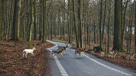 Laukiniai gyvūnai traukia maitintis: eismo nelaimių padaugėjo dvigubai