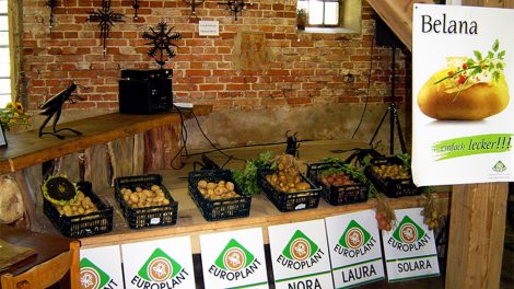 Sėklinės bulvės: geriau pirkti iš profesionalų arba sėklą teks ruošti itin kruopščiai
