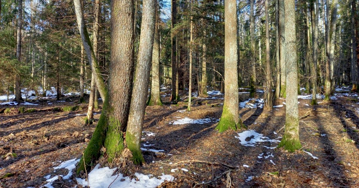 bunda-pavasaris-girioje