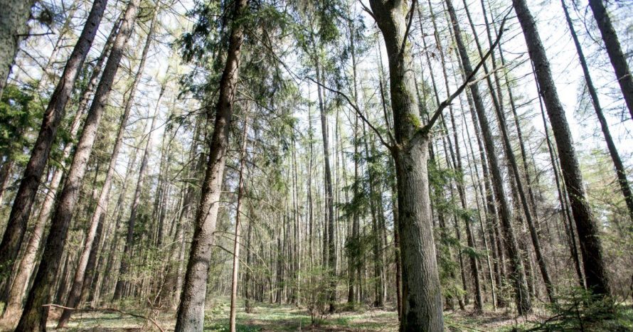 Nuogąstavimai dėl nepakankamos miškų kontrolės nepagrįsti: departamente dirbs daugiau pareigūnų