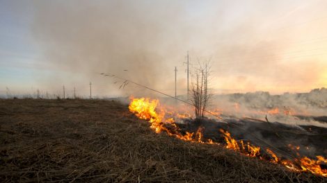 Nekontroliuojami pievų gaisrai labiausiai kenkia mikroorganizmų pasauliui