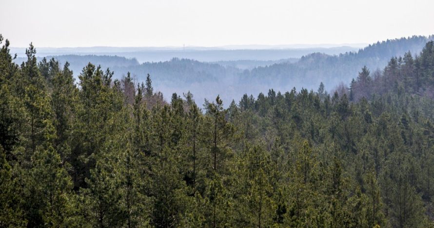 Nacionalinis miškų susitarimas įsibėgėja: kaip rasti sprendimus nugalint priešpriešą