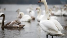 Paukščių gripas jau ir Šiaulių rajone