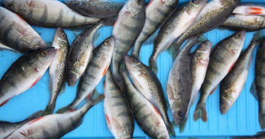 Nedėkime į lėkštes nykstančių rūšių žuvų – tausokime jų išteklius