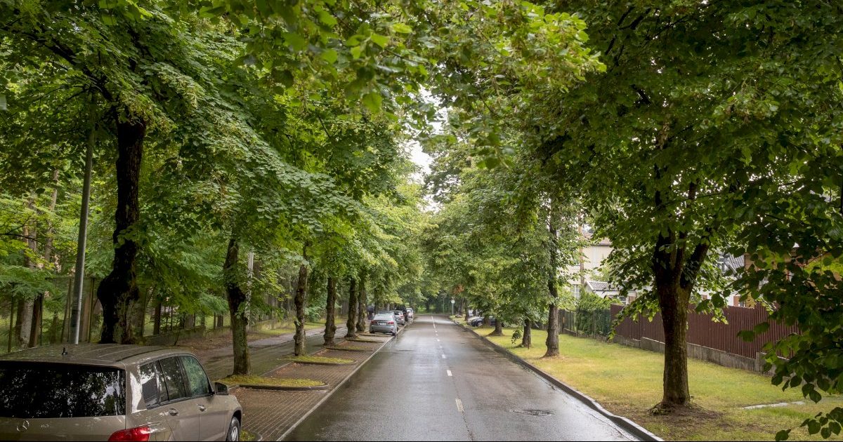 vilnius-gerina-brandziu-medziu-prieziura