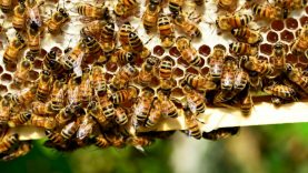 Už papildomą bičių maitinimą – kompensacija