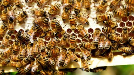 Už papildomą bičių maitinimą – kompensacija