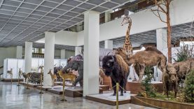 Gimtadienį švenčiančiame Kauno zoologijos muziejuje – nauji eksponatai
