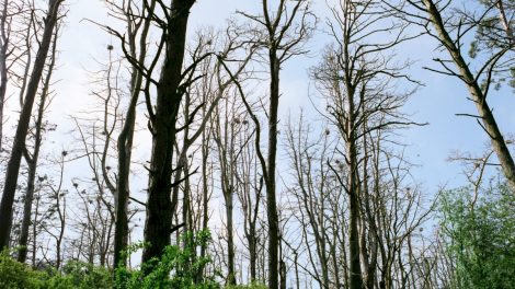Aplinkosaugininkai pradeda medžius nuo kenkėjų saugančią akciją