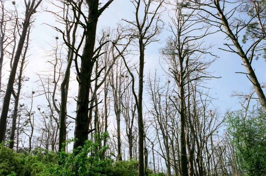 Aplinkosaugininkai pradeda medžius nuo kenkėjų saugančią akciją