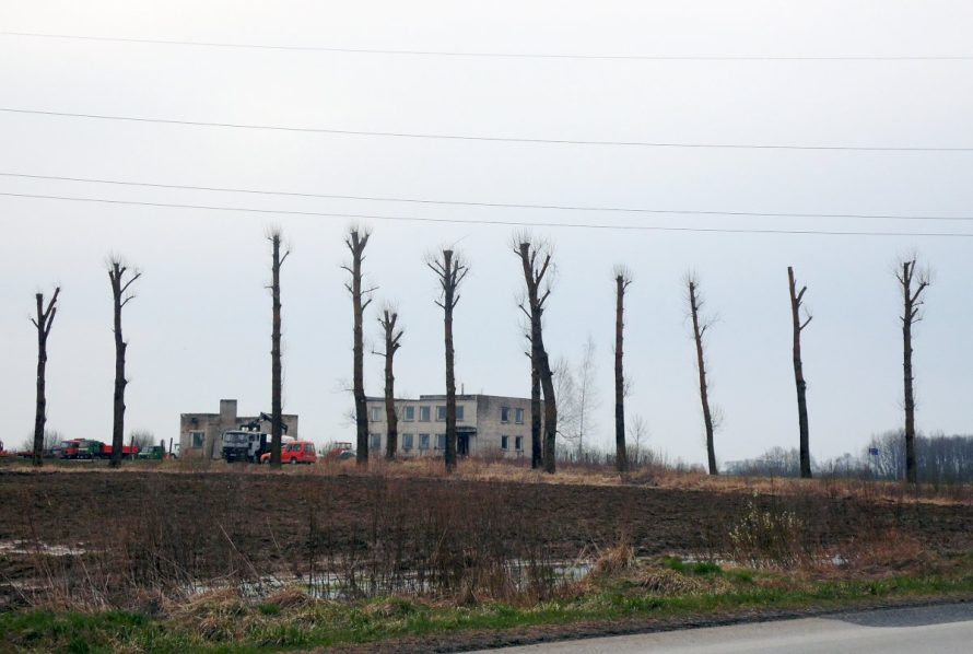 Dėl elektros linijų saugumo reikalavimų Vilniuje bus genimi medžiai