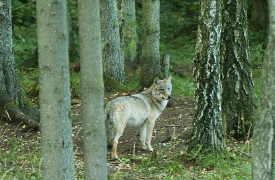 Valstybės leidžiamų sumedžioti vilkų skaičius turėtų nedidėti