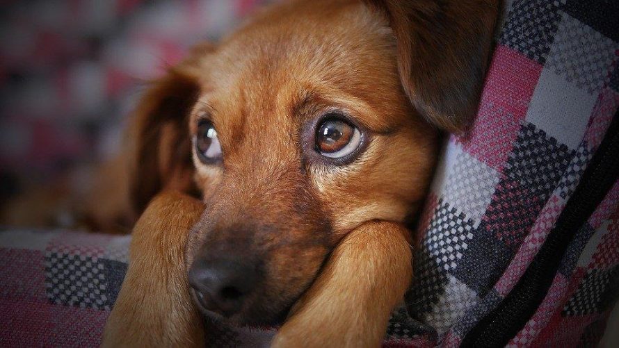 Ar reikalingos gerosios bakterijos šunims?